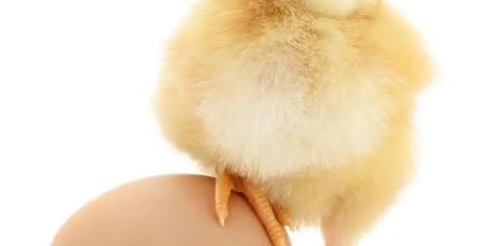 Imagem do grupo de WhatsApp Grupo do Pinto