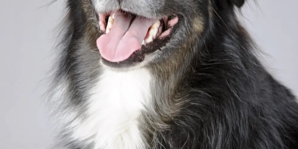 Imagem do grupo de WhatsApp Grupo do TYSON