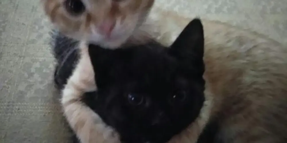 Imagem do grupo de WhatsApp Grupo dos amgs