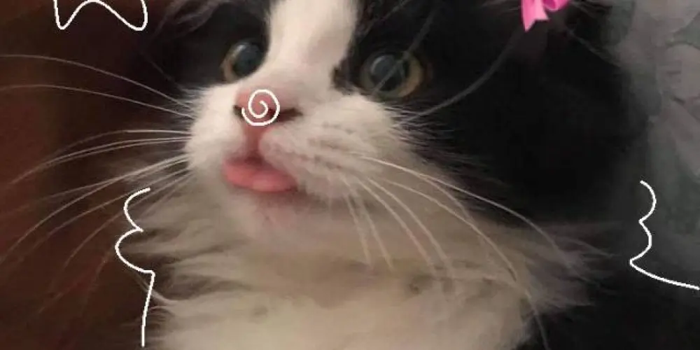 Imagem do grupo de WhatsApp Grupo dos amigos 🍓🤍