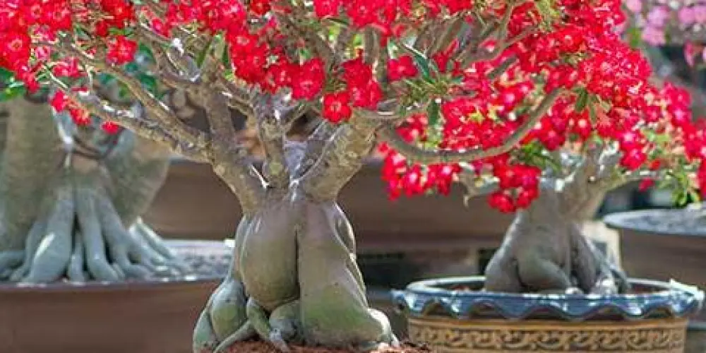 Imagem do grupo de WhatsApp Grupo dos amigos apaixonados por RD