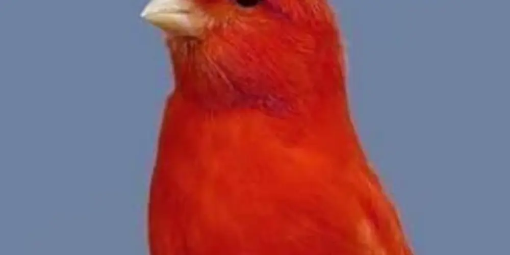 Imagem do grupo de WhatsApp Grupo dos assobiadores 🔉