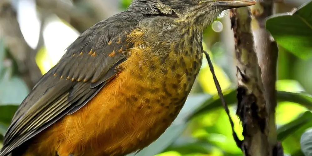 Imagem do grupo de WhatsApp Grupo dos Assobiadores🎵🎶🎶🎵🎵