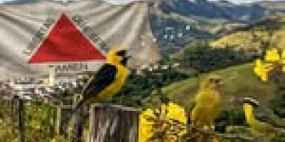 Imagem do grupo de WhatsApp Grupo dos Assobiadores de Minas Gerais