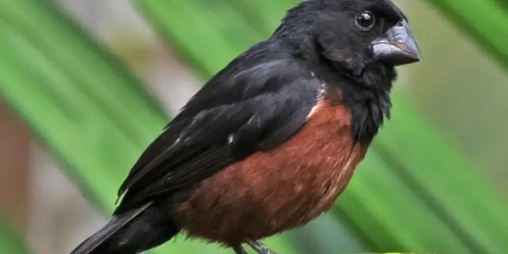 Imagem do grupo de WhatsApp Grupo dos assobios