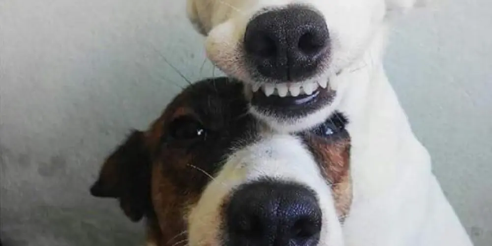 Imagem do grupo de WhatsApp Grupo dos best