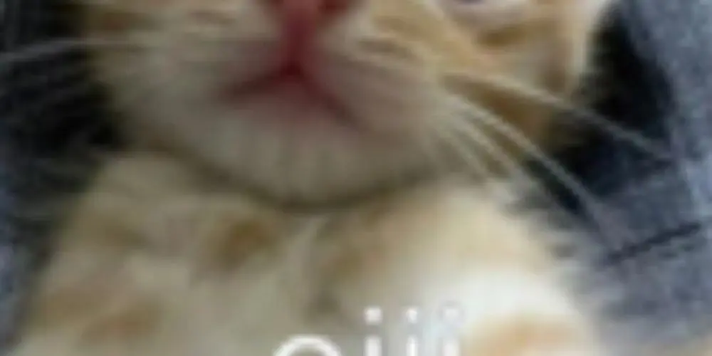 Imagem do grupo de WhatsApp Grupo dos bros