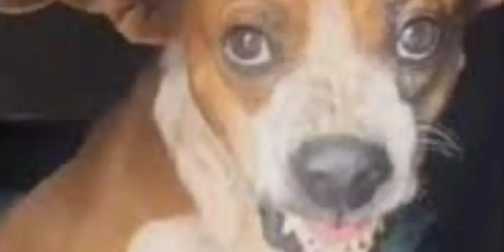 Imagem do grupo de WhatsApp Grupo dos cuiudos