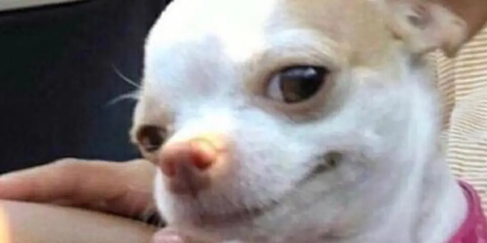 Imagem do grupo de WhatsApp GRUPO DOS DOIDOS🤪