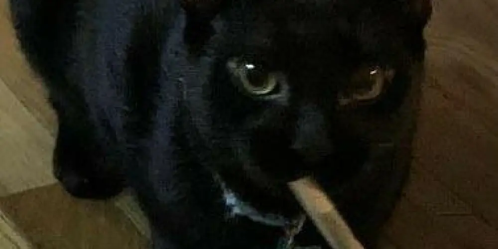 Imagem do grupo de WhatsApp Grupo dos fudidos