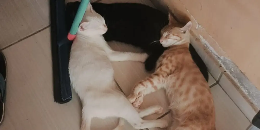 Imagem do grupo de WhatsApp Grupo dos heteros