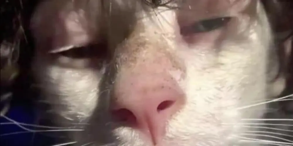 Imagem do grupo de WhatsApp Grupo dos manos