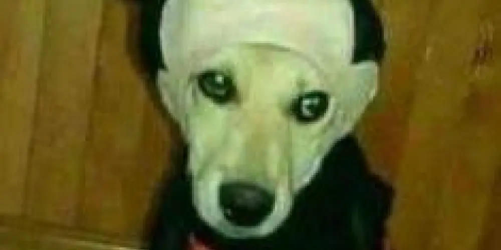 Imagem do grupo de WhatsApp 😜 Grupo Dos Sem Rumo 😆