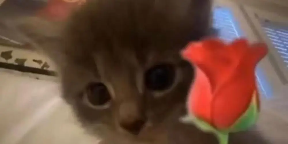 Imagem do grupo de WhatsApp Grupo dos solitários 🐺