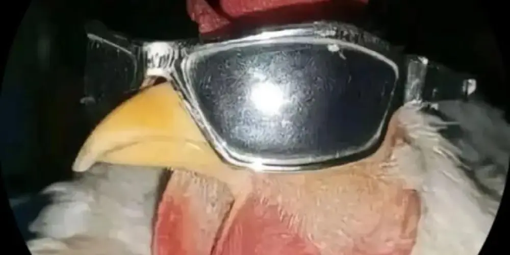 Imagem do grupo de WhatsApp Grupo dos vagabundos