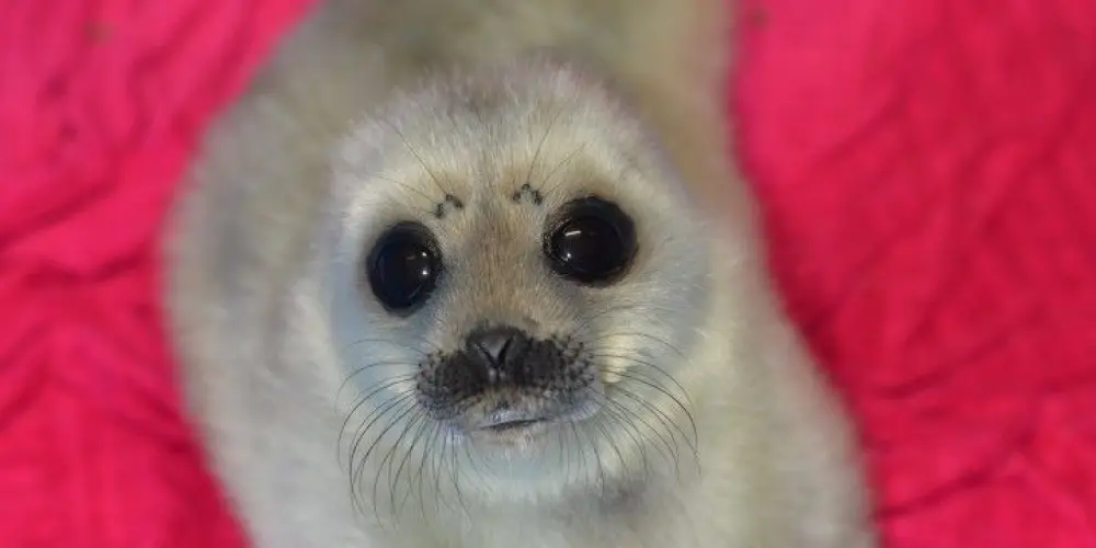 Imagem do grupo de WhatsApp 🌈Grupo furry🐶🐾