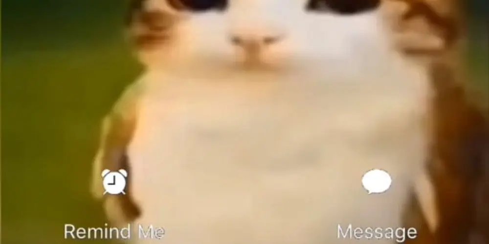 Imagem do grupo de WhatsApp grupo miado