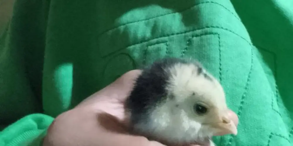 Imagem do grupo de WhatsApp Grupo morto☠️☠️