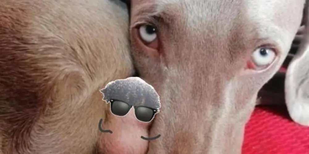 Imagem do grupo de WhatsApp Grupo normal