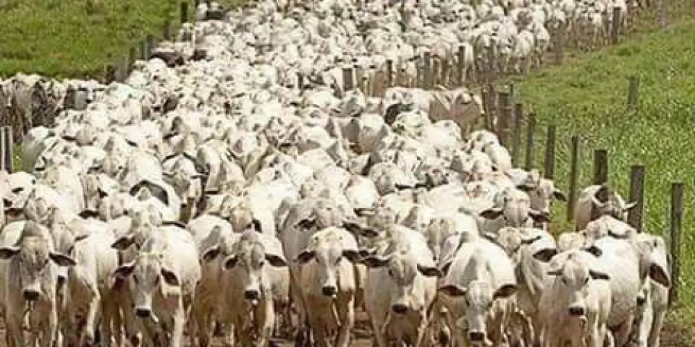 Imagem do grupo de WhatsApp Grupo  Pantanal 🌱🌾🚜