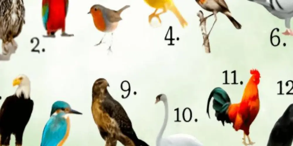 Imagem do grupo de WhatsApp GRUPO PARA ASSOBIAR🐦🦅