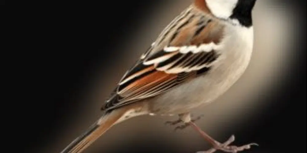 Imagem do grupo de WhatsApp Grupo para assobiar🐦‍⬛🐦‍⬛🐦‍⬛🐦‍⬛