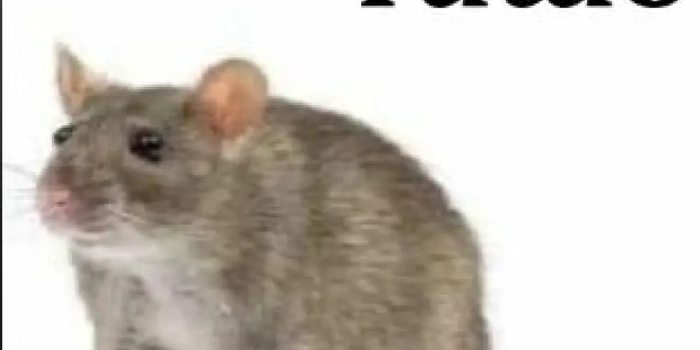 Imagem do grupo de WhatsApp Grupo para conversas de pessoas de CONTAGEM/MG