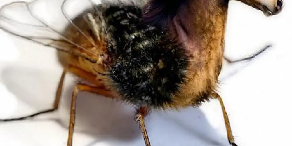 Imagem do grupo de WhatsApp Grupo para farmar aura