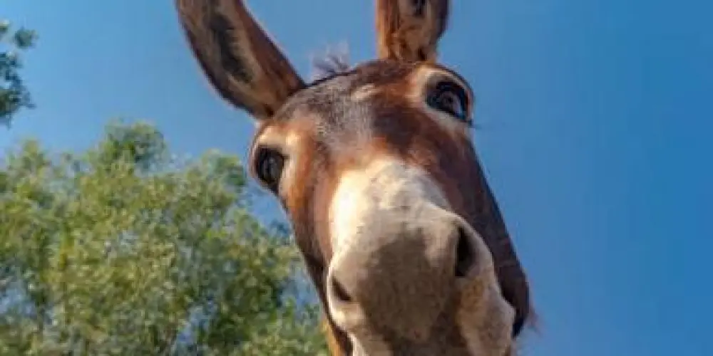 Imagem do grupo de WhatsApp GRUPO PARA RINCHAR