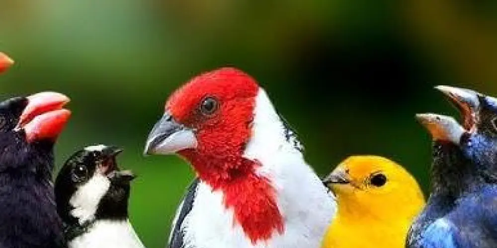 Imagem do grupo de WhatsApp 🐦‍⬛ Grupo pra assobiar 🐦‍⬛