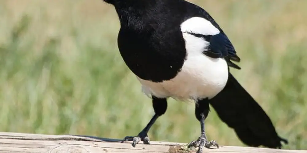 Imagem do grupo de WhatsApp Grupo pra assobiar