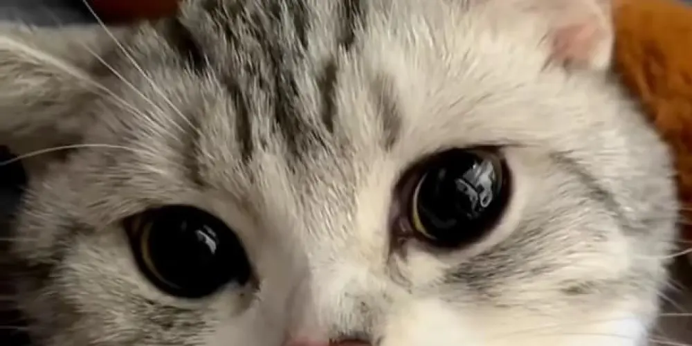 Imagem do grupo de WhatsApp Grupo proibido 😈