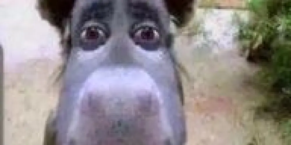 Imagem do grupo de WhatsApp GRUPO QUE SÓ TEM BESTEIRA.
