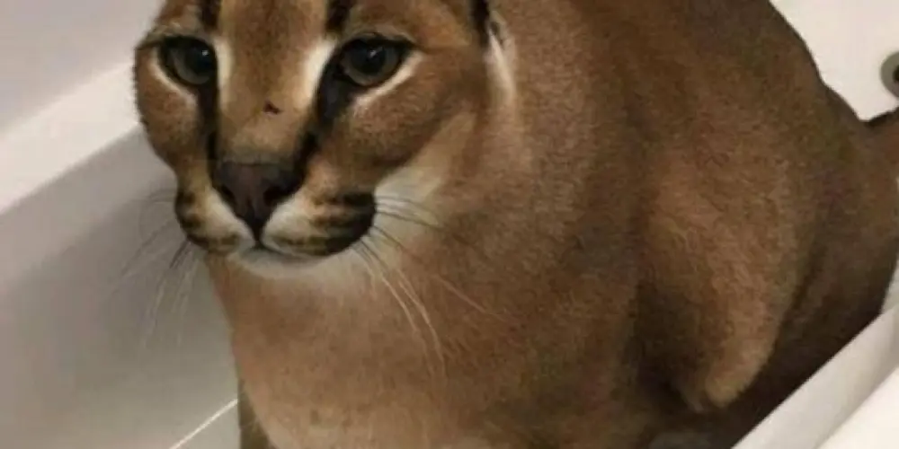 Imagem do grupo de WhatsApp Grupo Rezenha do ZAP ZAP