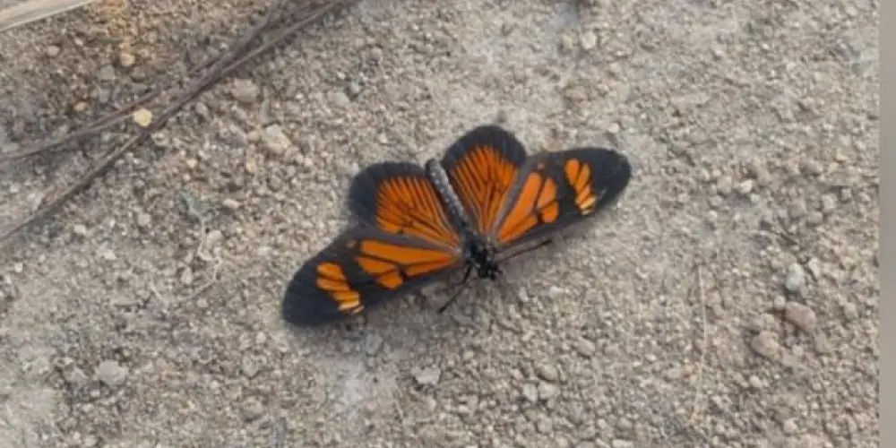 Imagem do grupo de WhatsApp Grupo só para meninas 🌈