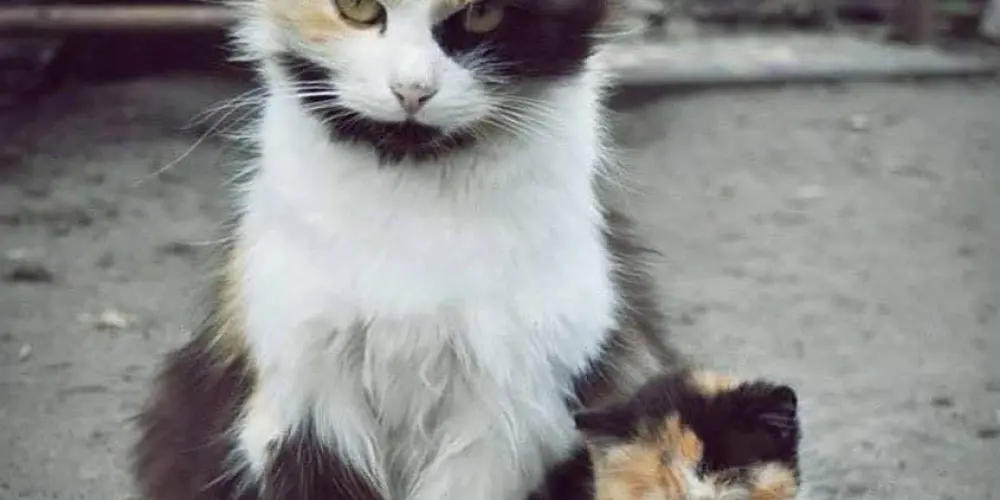 Imagem do grupo de WhatsApp Grupo Taty