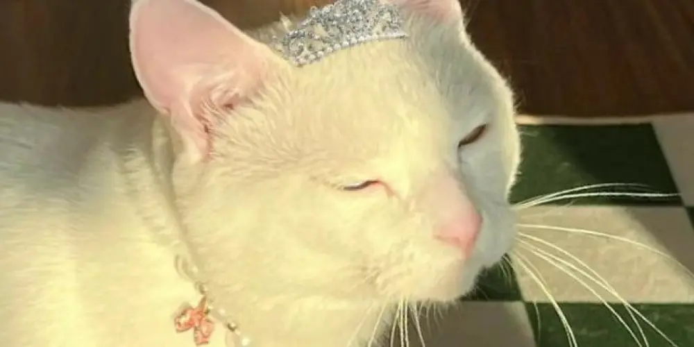 Imagem do grupo de WhatsApp 🩷💙 Grupo trans e travesti 🩷💙