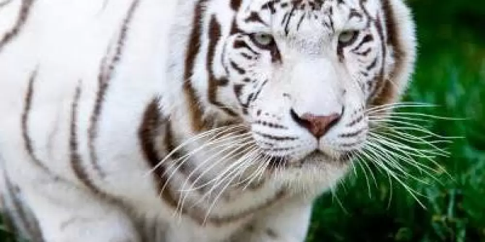 Imagem do grupo de WhatsApp GRUPO VIP 🥳