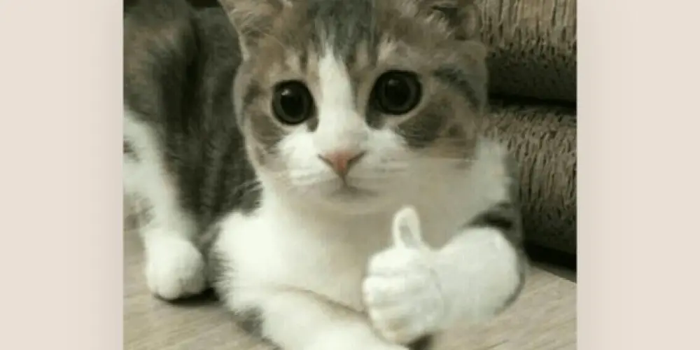 Imagem do grupo de WhatsApp Grupo zueiras (