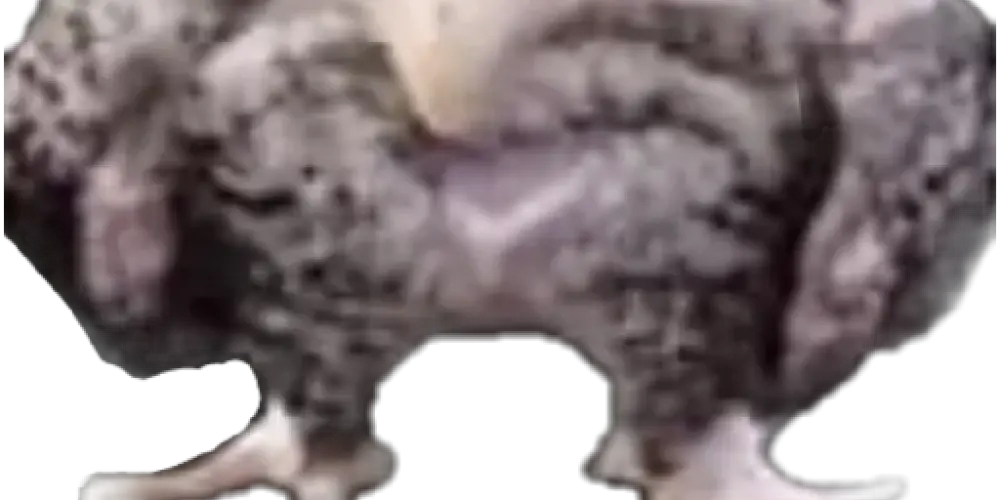 Imagem do grupo de WhatsApp Grupos da zueira!!