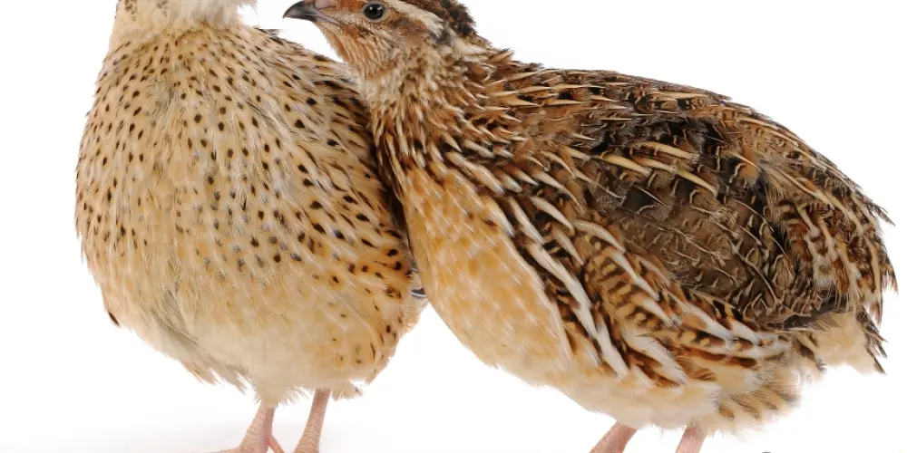 Imagem do grupo de WhatsApp Guris da catequese