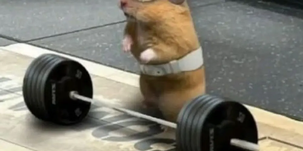 Imagem do grupo de WhatsApp Gym ratinhos