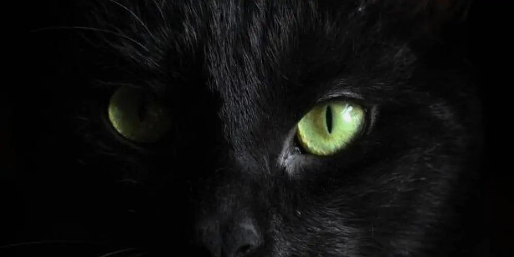 Imagem do grupo de WhatsApp 彡ຮhadowsﾠ!⁴⁴⁴