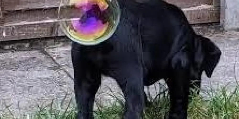 Imagem do grupo de WhatsApp Hakuna Matata