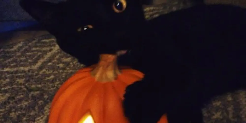 Imagem do grupo de WhatsApp Halloween 31 e 01🎃
