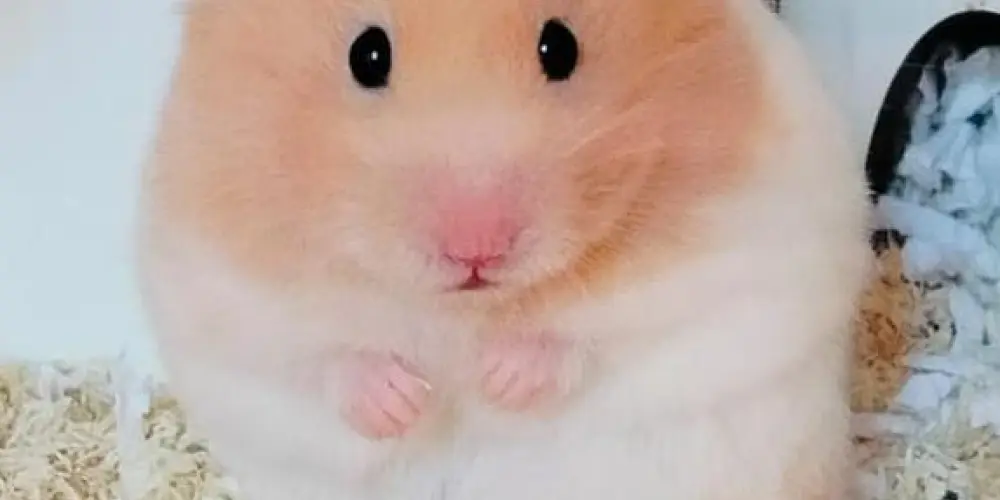 Imagem do grupo de WhatsApp Hamster. 🥰