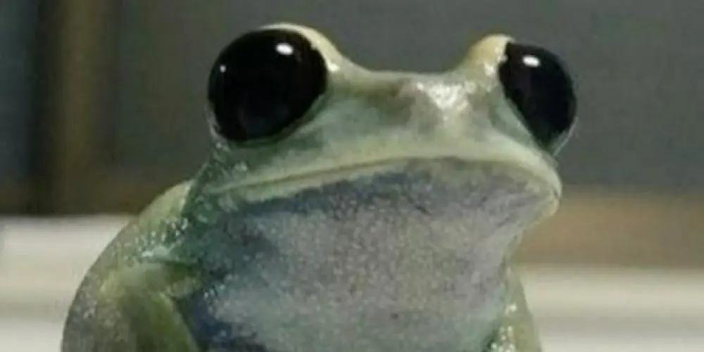 Imagem do grupo de WhatsApp Hello friends
