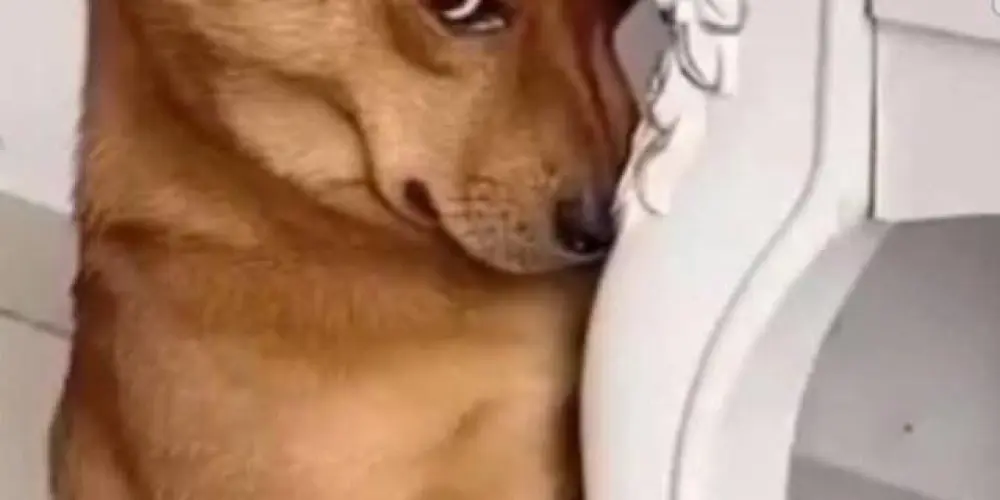 Imagem do grupo de WhatsApp Hello Kitty