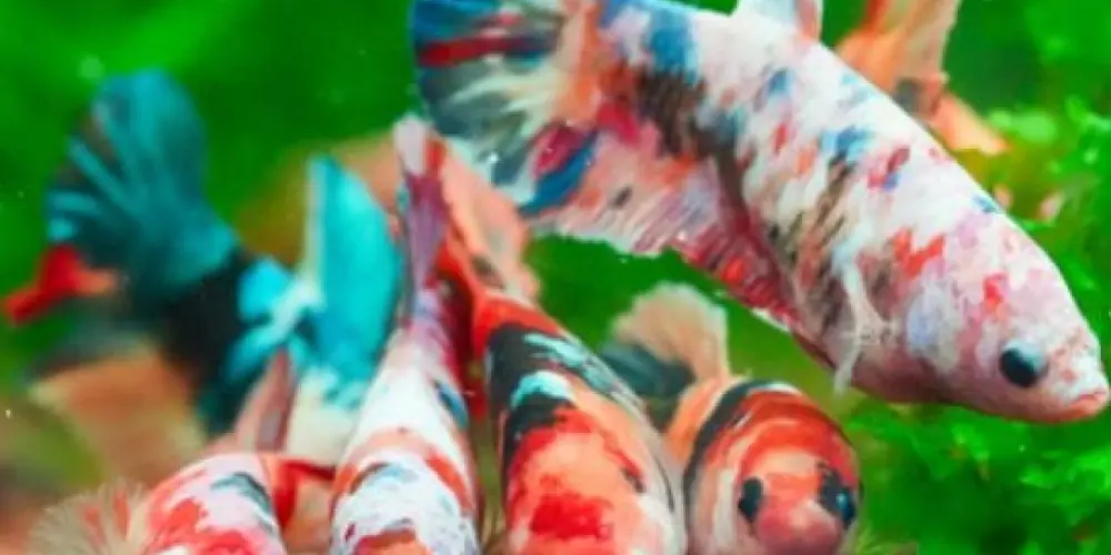 Imagem do grupo de WhatsApp HobbyBetas#Bate-Papo