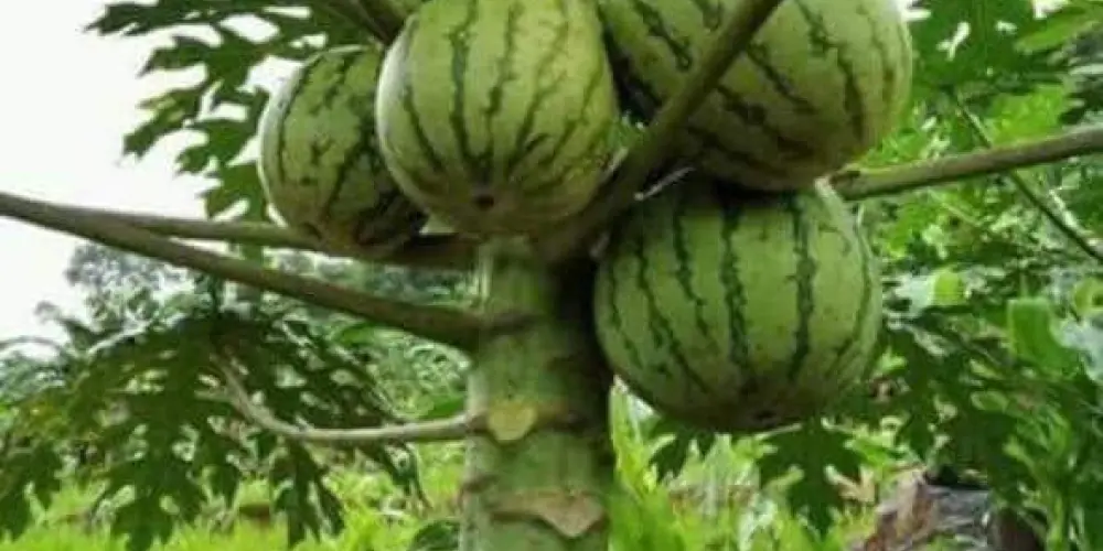 Imagem do grupo de WhatsApp Homem com criptorquidia